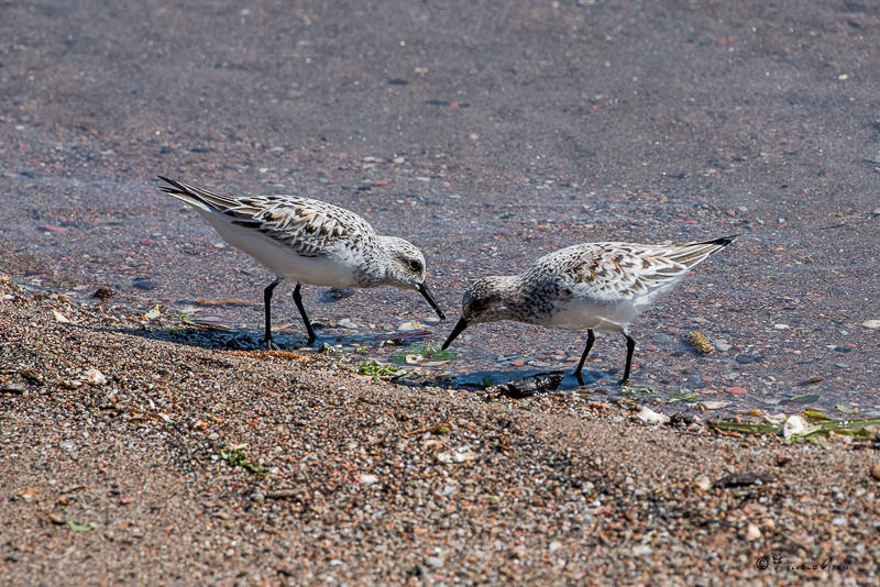 Alla foce del Tresa una piccola Camargue