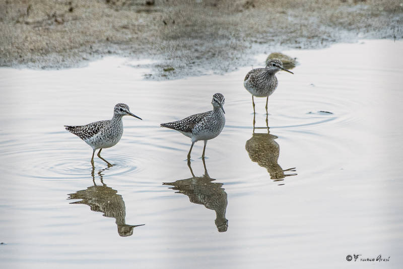 Alla foce del Tresa una piccola Camargue