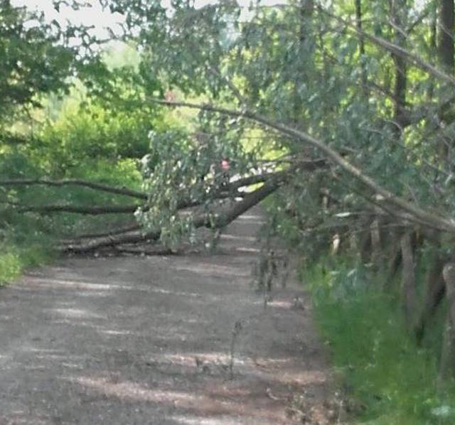 Alberi caduti sulla Ciclopedonale