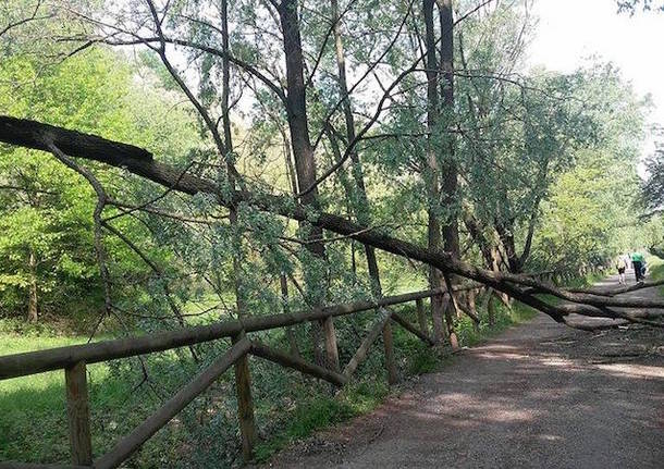 Alberi caduti sulla ciclopedonale