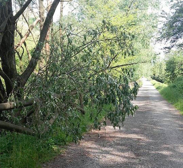 Alberi caduti sulla Ciclopedonale