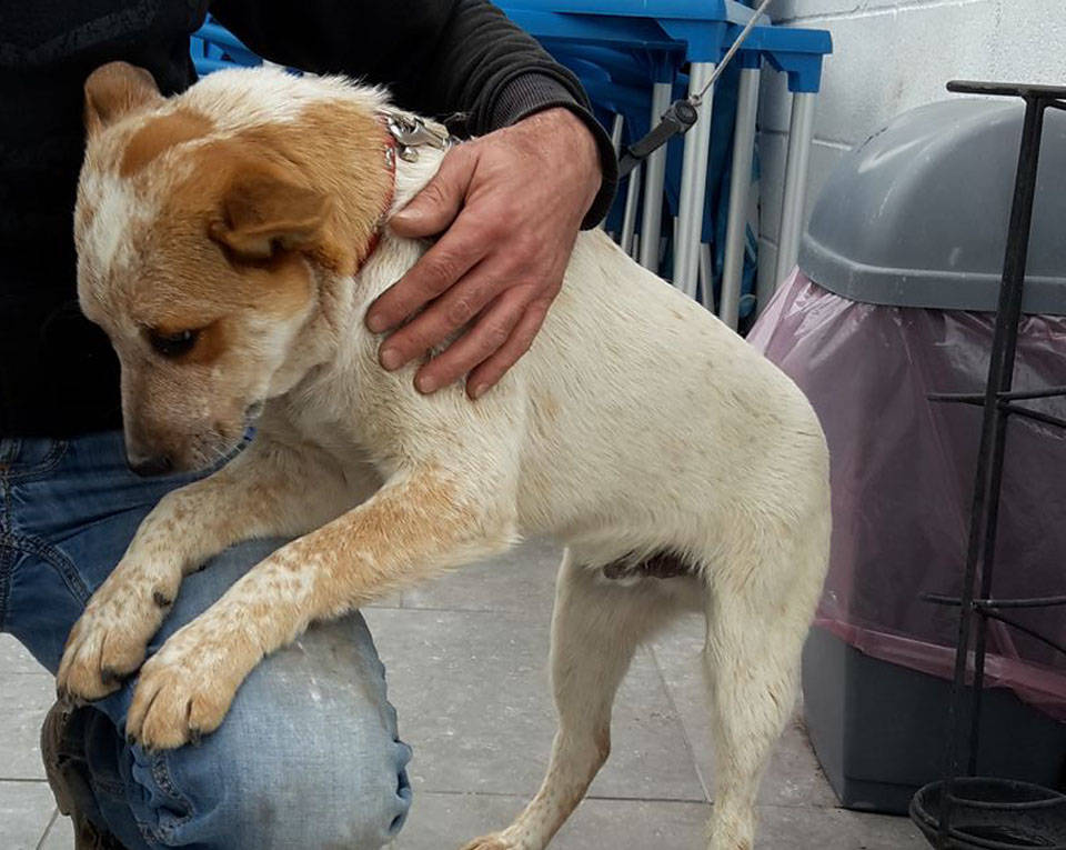 Cagnolino trovato  Caronno Varesino