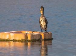 Il cormorano - foto di Isella Bellotti