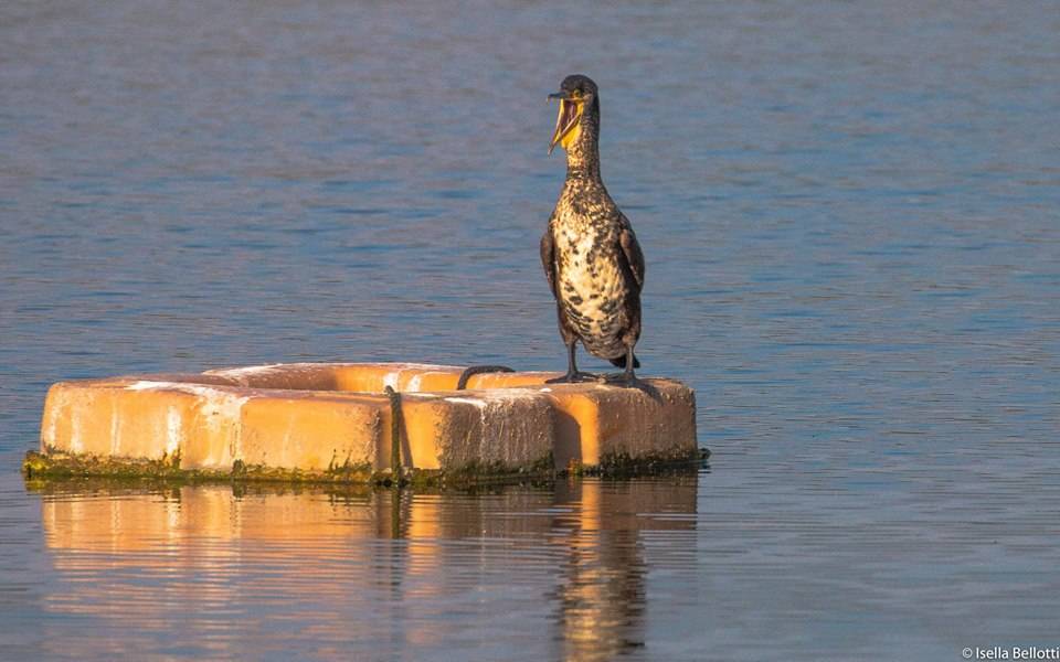 Il cormorano - foto di Isella Bellotti