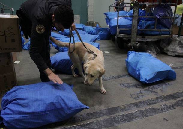 malpensa droga guardia di finanza