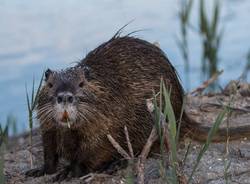 Nutria