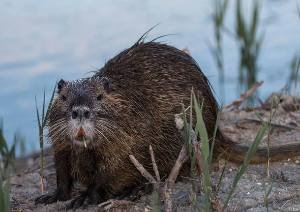 Nutria