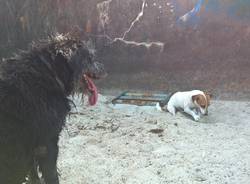 La Spiaggia Sul Lago Maggiore Dove I Cani Sono Padroni