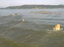 La Spiaggia Sul Lago Maggiore Dove I Cani Sono Padroni