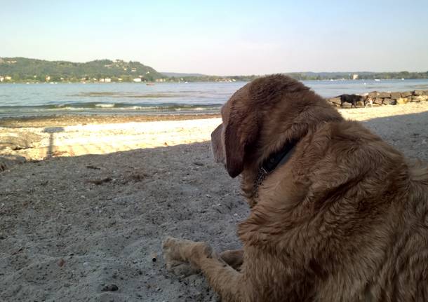 La spiaggia per cani a Dormelletto