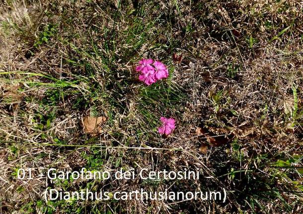 Teresio Colombo tra Vellone e Punta di Mezzo