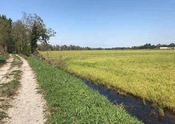 Via Francigena, da Torino a Chivasso