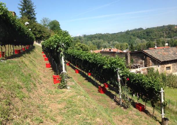 La vendemmia alla Collegiata di Castiglione