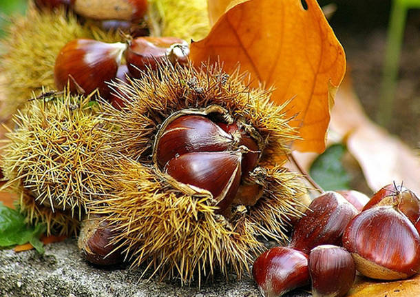 castagnata caldarroste