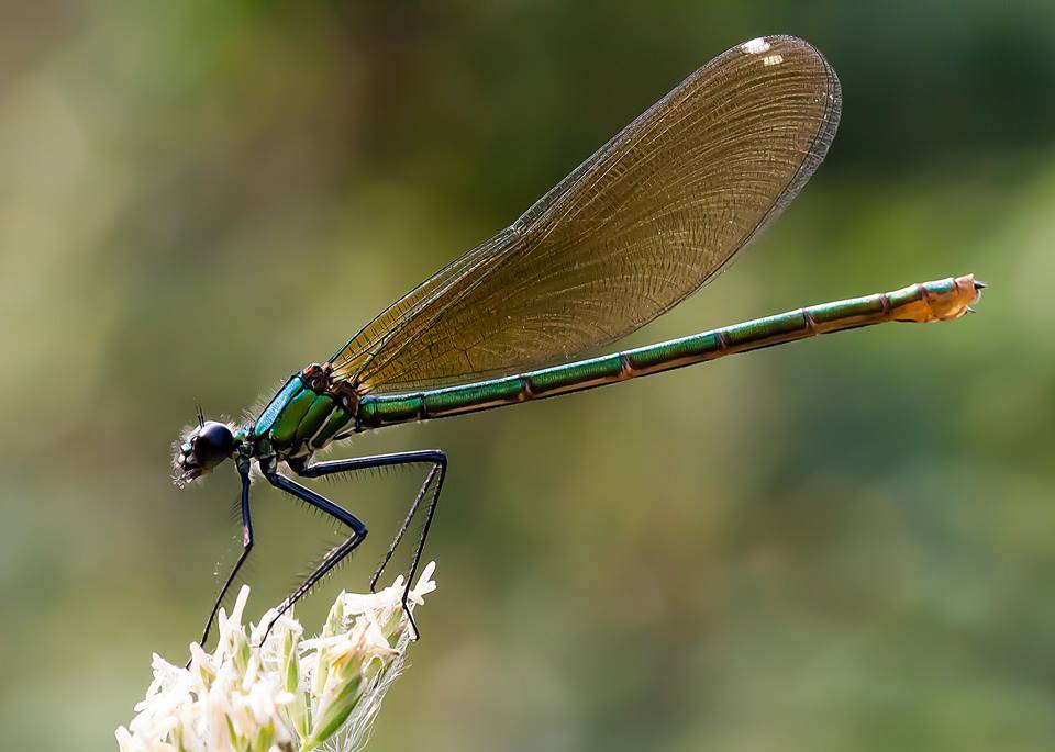 Gli animali del Parco del Ticino