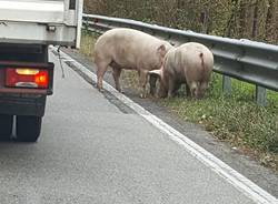 Due animali sulla Valganna