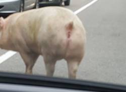 Due animali sulla Valganna