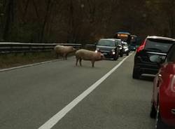 Due animali sulla Valganna