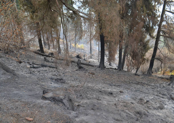 Il campo dei fiori dopo l'incendio