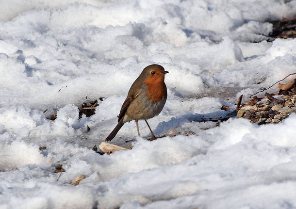 Pettirosso sulla neve