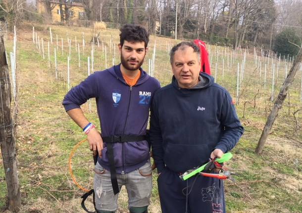 La vigna Cassiciacum a Casciago