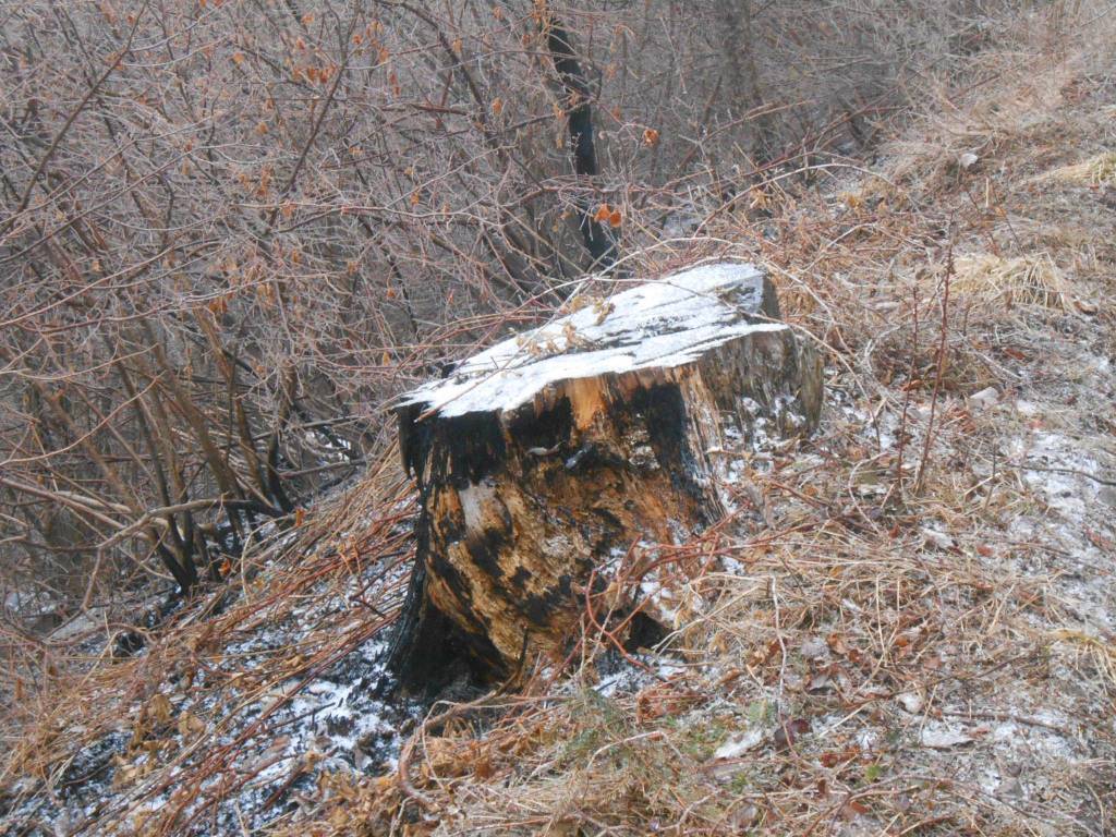 lavori parco dei fiori post incendio 