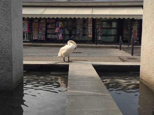 luino, cigno pierino