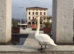 luino, cigno pierino