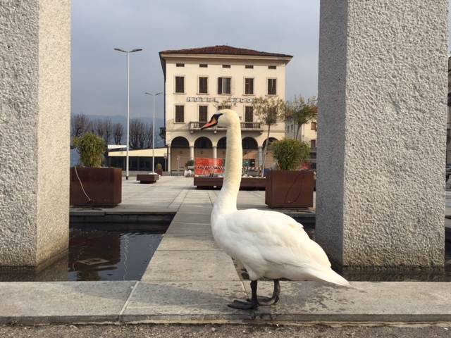 luino, cigno pierino