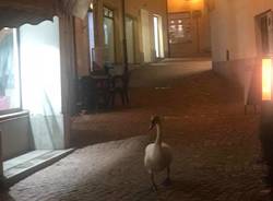 luino, cigno pierino