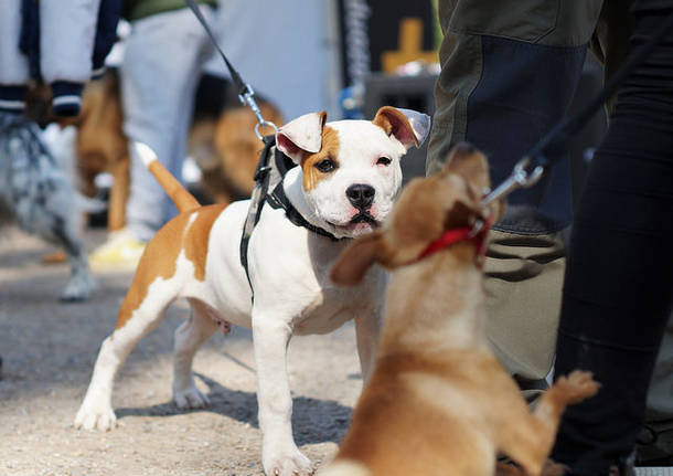 Ai giardini Montanelli nasce i Mobility dog park