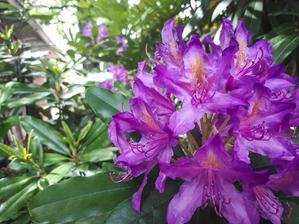 Concorso "La tua Primavera", tutte le foto - 10