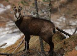 Le mandrie di animali selvatici del Luinese