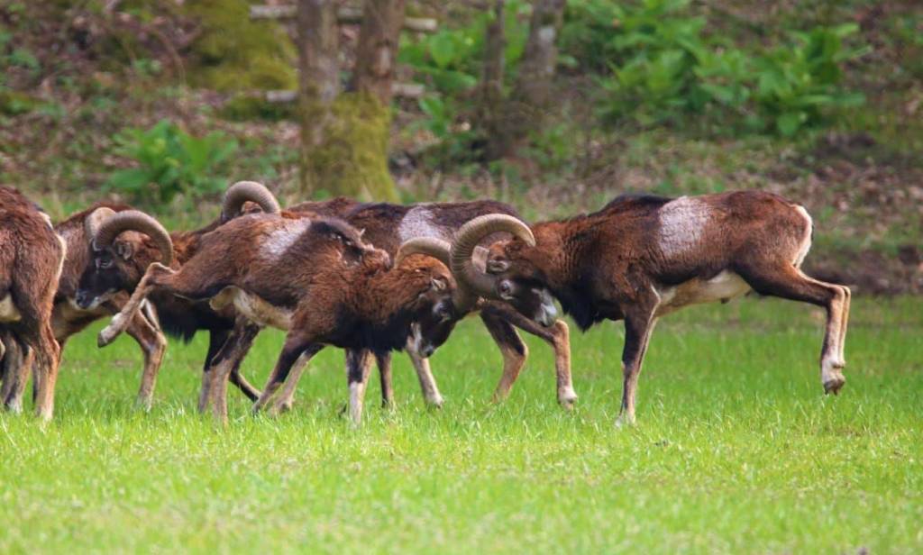 Le mandrie di animali selvatici del Luinese