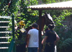 Cavallo cade in un fosso, lo salvano i pompieri