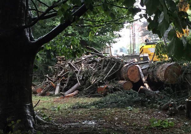 Vedano Olona: alberi caduti per il maltempo