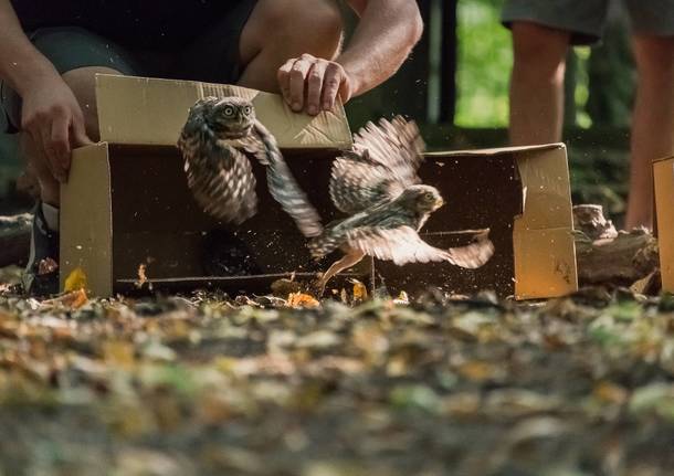 liberazione fauna selvatica wwf vanzago