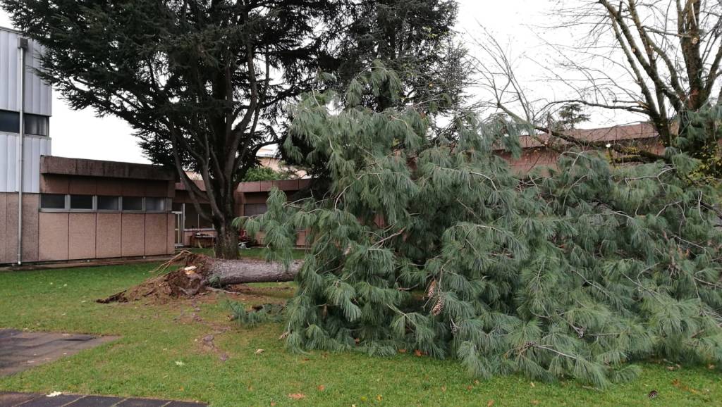 albero caduto scuole ronchi