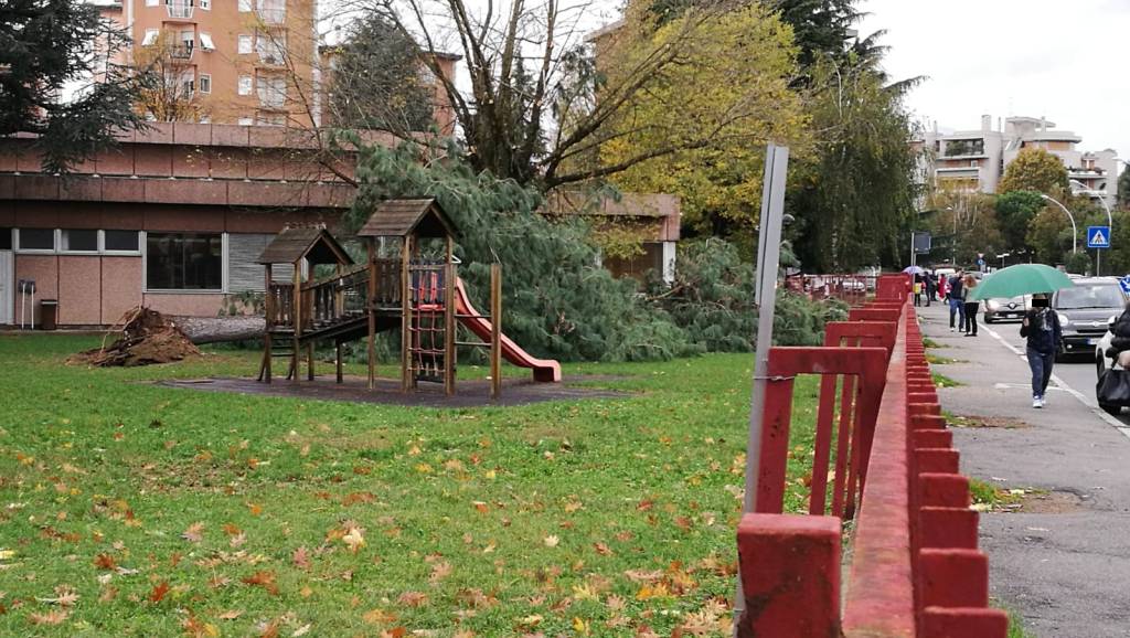 albero caduto scuole ronchi