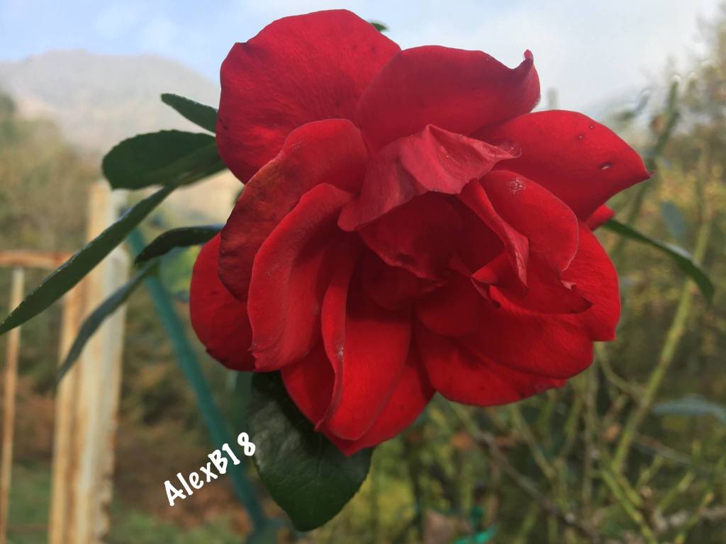 Le rose di Vararo 