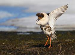 lipu Eurobirdwatch