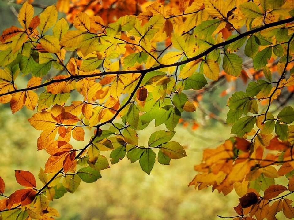 colori d'autunno 