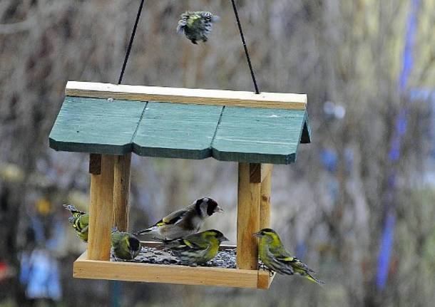Come costruire una mangiatoia per uccelli