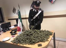 marijuana carabinieri busto arsizio