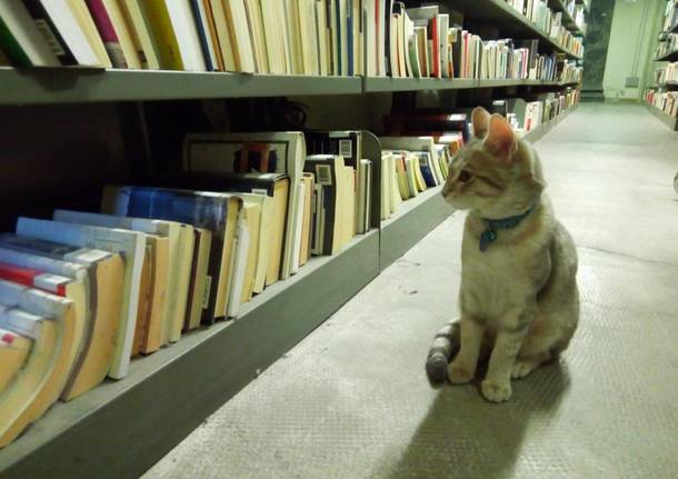 Matisse, il gatto della biblioteca di Busto Arsizio