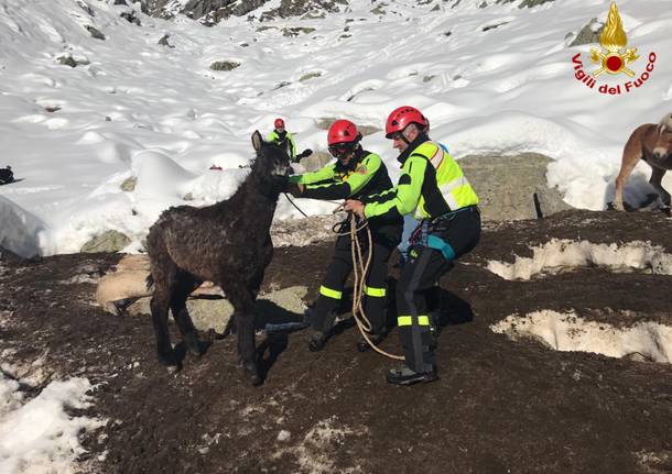 Cavalli soccorsi in Val Masino