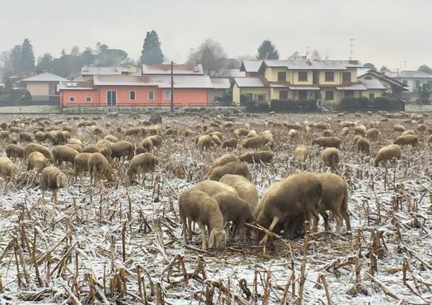 Le pecore si risvegliano sotto la neve a Barza di Ispra