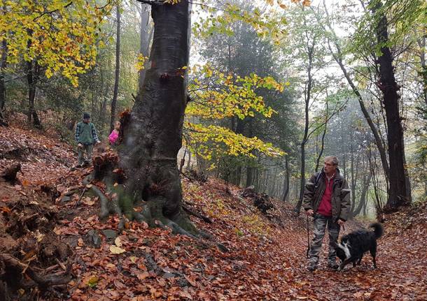 TREKKING DOG TRAINING - Escursione con Istruttore cinofilo il 10 febbraio 2019!