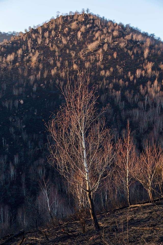 Martica, dopo l'incendio - foto di Luca Zulianello