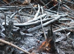 Reportage in Valganna nel bosco ferito dall'incendio (foto di Luca Leone)